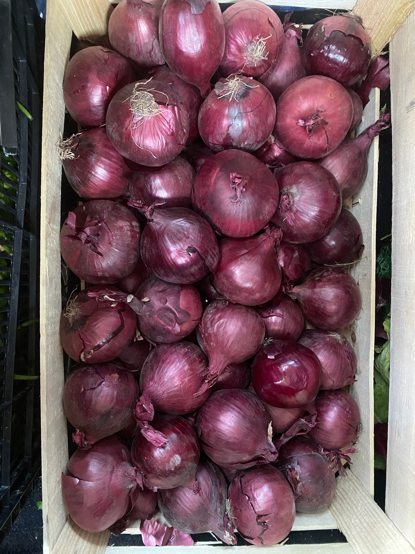 Cebolla Roja