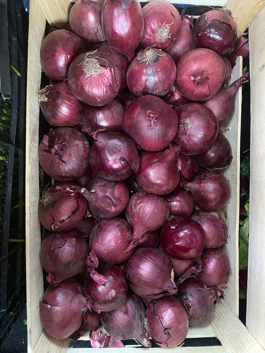 Cebolla Roja
