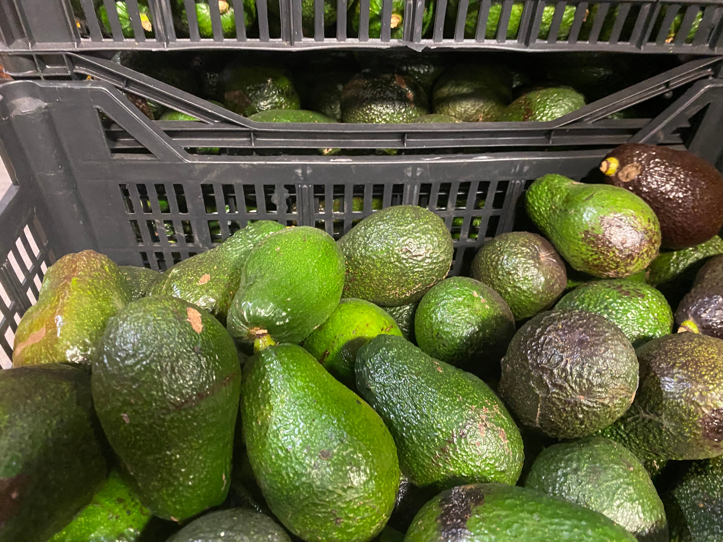 Aguacate 2ª