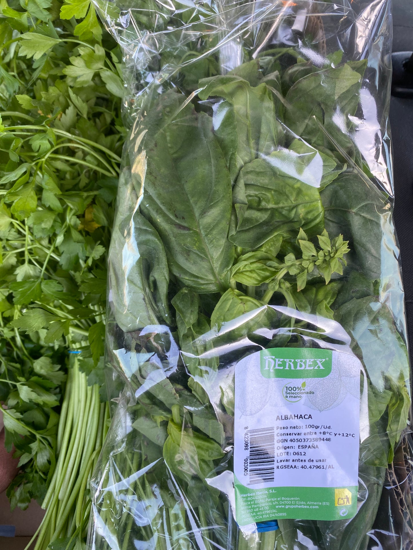 Albahaca